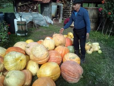  Marijan Manjo Kulić, foča, ogromne bundeve 