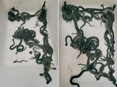  Hvatač zmija satima izvlačio skoro 100 zvečarki ispod kuće 