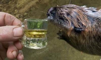  Čašicom rakije vratio dabra u život! VIDEO 