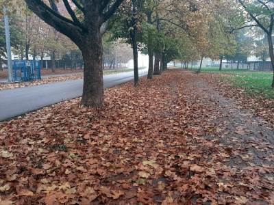  Stanivuković o čišćenju lišća u Banjaluci 