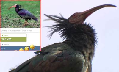  Rijetka ptica iz Cazina već "na prodaju" 