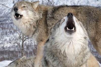 Svetomir udavio vuka golim rukama: Zvijer mu upala u tor sa 100 koza, nije imao izbora nego da se bori! 