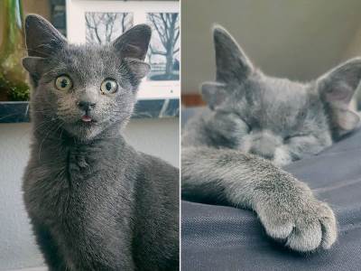  Hit na internetu: Fenomen koji se rijetko viđa - mačka sa dva para ušiju!  