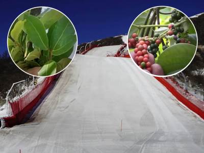  biber i lovorov list zabranjeni na olimpijskim igrama  