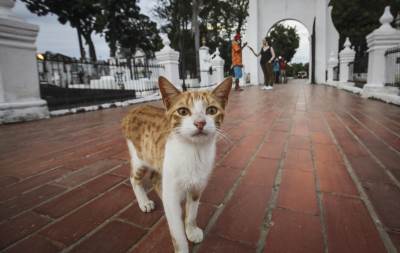  Groblje u Kolumbiji poznato po mačkama 