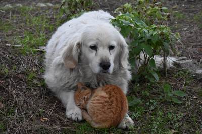  Turska pas i mačka najbolji prijatelji 