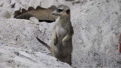  Dođite u sarajevski Zoo da vidite lemure i merkate 