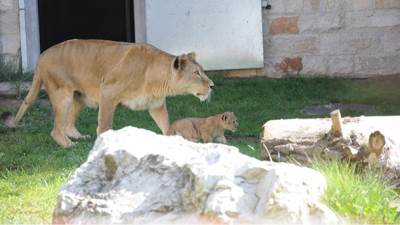  "Rasprodaja" životinja iz sarajevskog Zoo-a 