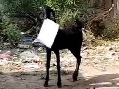 koza ukrala dokumenta iz Vlade Indije 