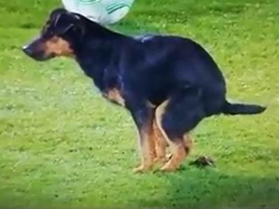 Pas se olakšao na stadionu Partizana protiv Anortozisa VIDEO Pas se olakšao na stadionu Partizana protiv Anortozisa VIDEO