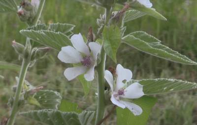  Sirup za kašalj od bijelog sljeza 
