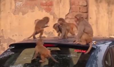  Horor: Majmun oteo bebu i bacio je u bunar 
