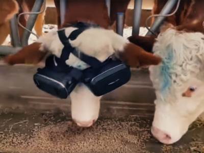  Metaverzum je već tu, ali za krave: VR pomaže da daju više mlijeka 