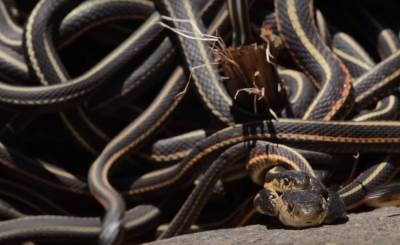  Noćna mora: Policija pronašla mrtvog muškarca i više od stotinu zmija oko njega 