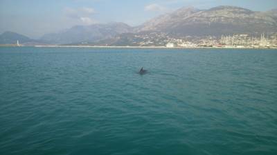  U Crnoj Gori spašeno mladunče delfina 