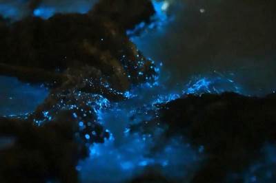  "Plava suza" u Fuđijenu - Morski fenomen u vodama ostrva Pingtan 