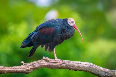  Ćelavi ibis 
