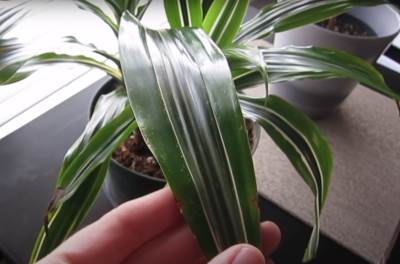  Biljke koje su lake za održavanje 