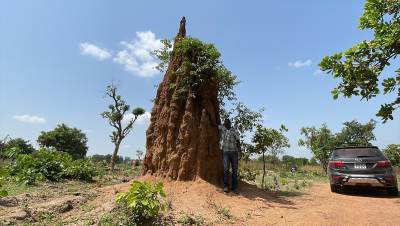  Termitnjaci u Beninu visoki i do pet metara (FOTO/VIDEO) 