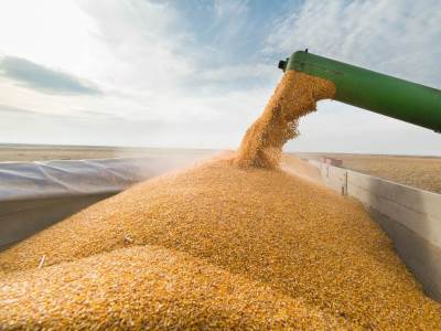  Prinos pšenice u Srbiji biće tri miliona tona 