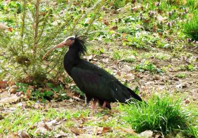  Ćelavi ibis rijetka ptica živi kod vrtića u modriči 