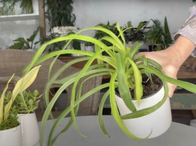  Savjeti za njegu kućnog cvijeća 