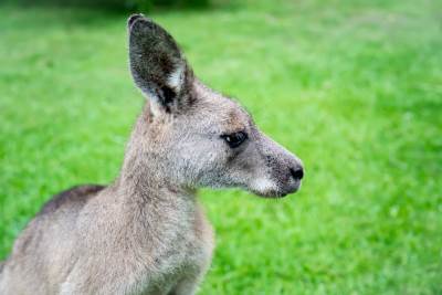 young-male-kangaroo-close-up-on-a-green-grass-back-2022-01-21-22-17-11-utc.jpg 