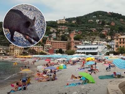  Italija: Ženu na plaži ujeo vepar za ruku 