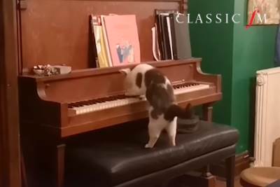  Mačka svira klavir (VIDEO) 