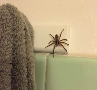  Zašto nikada ne bi trebalo da ubijate pauka u kući 