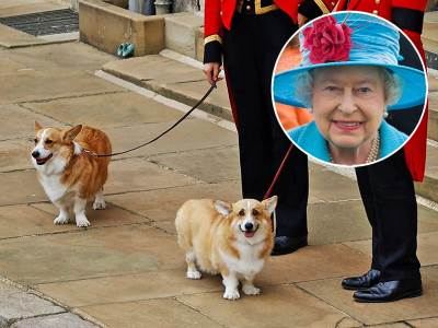  Kome će pripasti psi kraljice Elizabete 