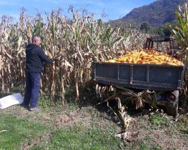  Suša prepolovila rod kukuruza u Srebrenici 
