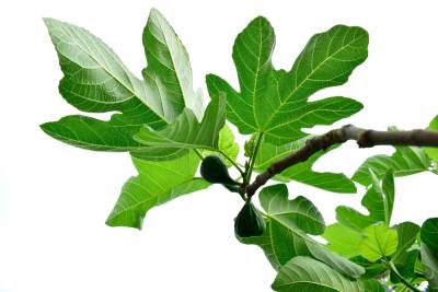  Čaj od lista smokve 