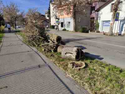  Uklanjanje oštećnih i opasnih stabala Banjaluka 