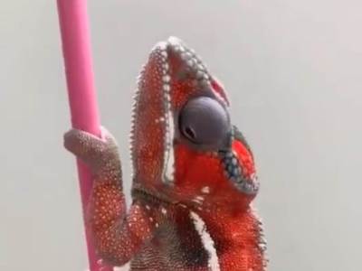  Kameleon koji mijenja boje olovke 