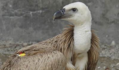  Uginuo bjeloglavi sup 