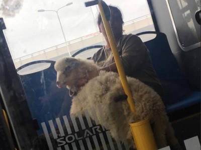  Ovca u beogradskom gradskom prevozu 