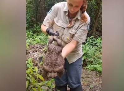  Velika krastača u Australiji 