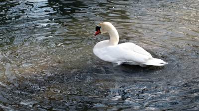   Ptičiji grip potvrđen i u Zagrebačkoj županiji 