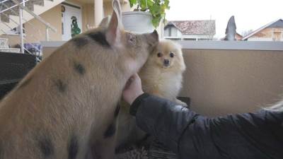  Prase Viktorija kućni ljubimac druži se s psima i ljudima 