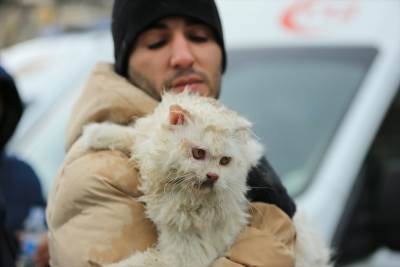  Mačka spašena iz ruševina nakon zemljotresa u Turskoj 