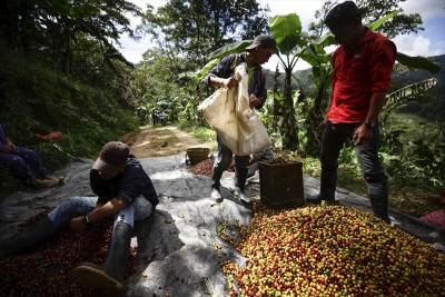  Proizvodnja kafe u Hondurasu 