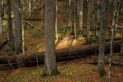  Prašuma u Janju na listi UNESCO 