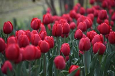  U Kašmiru otvoren najveći vrt tulipana u Aziji 