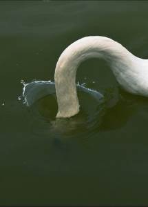  Sarajevski Zoo: Labudovi "otišli" za po 500 KM 