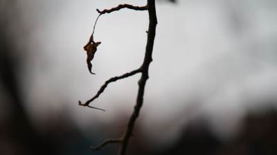  Mrkonjić Grad: Grana ubila starca 