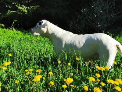  Biljke koje su otrovne za životinje  