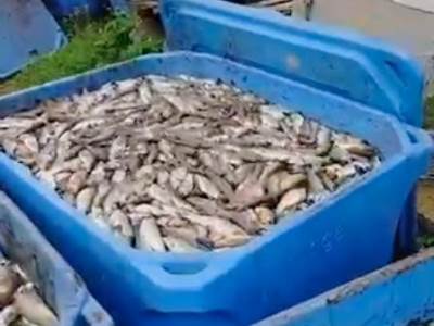  Pomor ribe u Šipovu zbog nevremena 