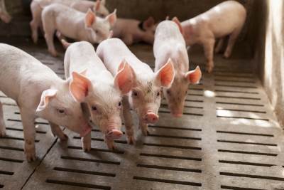  Afrička kuga svinja potvrđena na 29 imanja u Srpskoj 