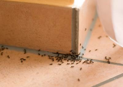 Kako se riješiti mrava 